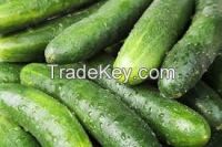 Fresh cucumber, capsicum