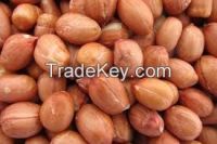 Processed and Unprocessed Hazelnut / Cobnuts or Filberts and Peanuts / Groundnuts