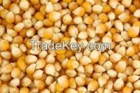 Canned Sweet Corn