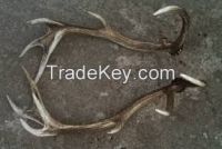 Red Deer Antlers