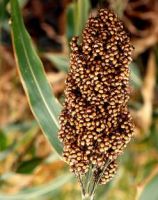 Sorghum for human and animal feed production for sale