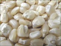 White and yellow corn available for sale.