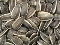 Sunflower seeds for human and animal feed for sale.