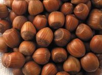 Top Quality Grade A Hazel Nuts for sale at cheap prices