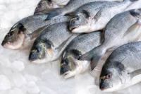 Premium quality Frozen Fresh fish for sale at best prices.