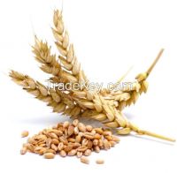 We sell high quality wheat from Russia and Ukraine. Non-Gmo