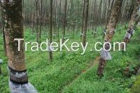 selling natural rubber