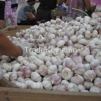 2016 China White Garlic Price Red Garlic