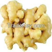 Shandong Fresh Ginger in Hot Sale