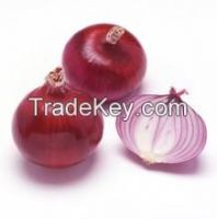 China Red Onion with High Quality