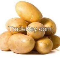 China Fresh Potato of 2016 Crop