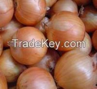 Chinese Fresh Onion in Hot Sale