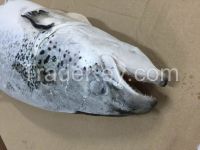 salmon head for sale, fillet and whole