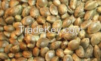 Cannabis Seeds