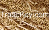 Soybeans Seeds