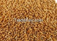 Sorghum Seeds