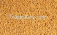 Dried Mustard Yellow Seeds