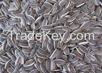 long sharp sunflower seed