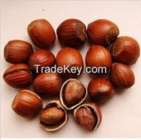 Hazelnut in shell