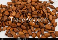 Sell Pine nut