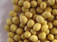 Sell High Quality Soybeans