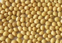 High Quality Soybeans