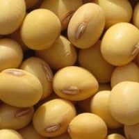 Sell Soybeans