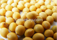 high-quality Yellow soybeans