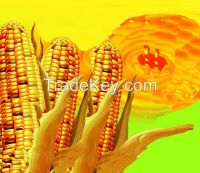 high quality healthy Refined Corn Oil