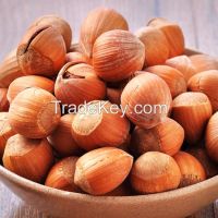 Hazelnut in shell
