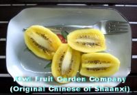 Sell preserved kiwi, red kiwi, kiwi slice, qinmei kiwi fruit, kiwi fruit