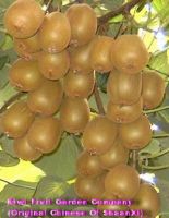 Sell starfruit, Chinese Gooseberry, kiwi, chinese gooseberriesYang-tao