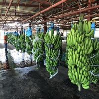 High Quality Certified Fresh Cavendish Bananas