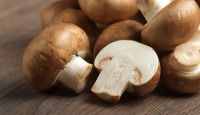 Buy Fresh Oyster Mushroom Truffle Mushroom Matsutake