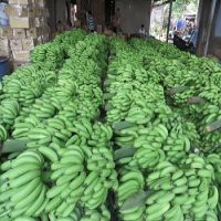 Grade AA Fresh Cavendish Bananas From South Africa