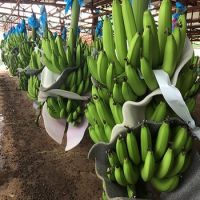 Green Premium Fresh Cavendish Bananas fruit ready for export