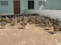 Sales!! Healthy Ostrich Chicks and Fertile Eggs