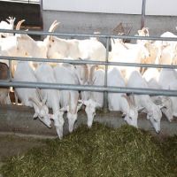 100% Strong Healthy High Milking Saanen Goats for sale