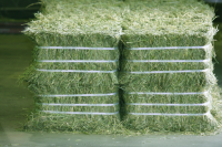 Nice Cheap Alfafa Hay for Animal Feeding Stuff Alfalfa