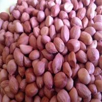 High Grade Raw Peanuts and Peanuts for sale at Low Price