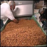 Quality Raw Almonds Available