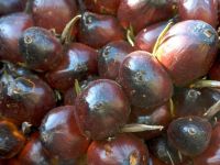 AFRICAN PALM OIL/ FRUIT