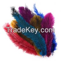 Ostrich Feathers For Sale @ Wholesale Price