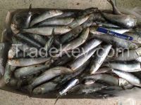 frozen sardine