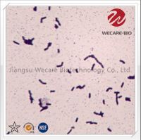 Lactobacillus Salivarius
