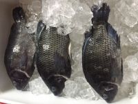 Frozen tilapia