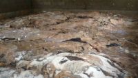 Wet Salted Cow Hides