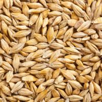 High quality ukranian feed barley