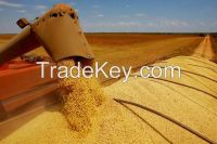 Brazilian Soybeans - January Harvest