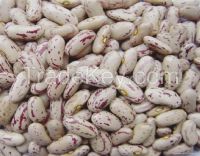light speckled kidney beans- long